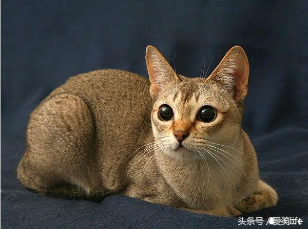 盘点地球上长相最古怪的十大猫咪 最怪异的宠物猫品种