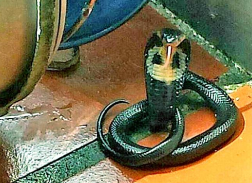 彪悍的新加坡女佣！一根扫把打死一条超毒眼镜蛇！