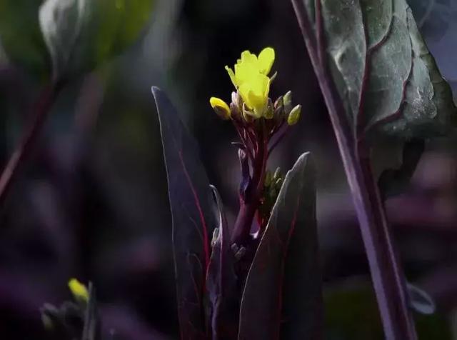 湖北有哪些特色蔬菜品种？特产蔬菜一览