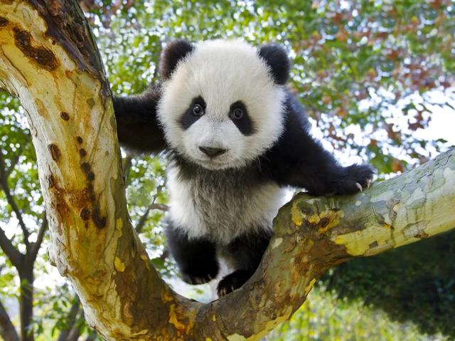 他拍下2000张野生大熊猫的萌照，被作为国礼送给全世界！