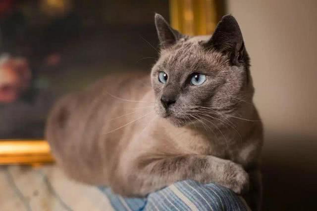 猫要养成胖胖的才可爱？你可能在害它！