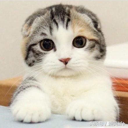 盘点地球上长相最古怪的十大猫咪 最怪异的宠物猫品种