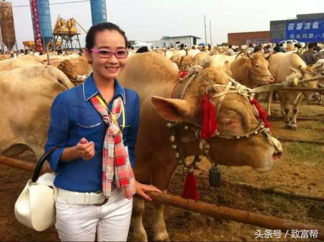 从歌手变养牛倌！看养殖小白如何变身专家，带领村民共致富！
