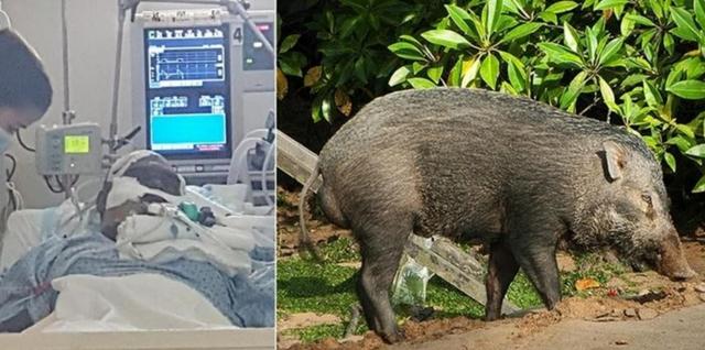 新加坡骑士撞上已死野猪致脑瘫，家属索赔25万！