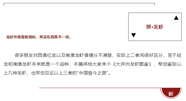 西澳红龙？南澳龙虾？新西兰纽龙？大洋洲主产龙虾大揭秘