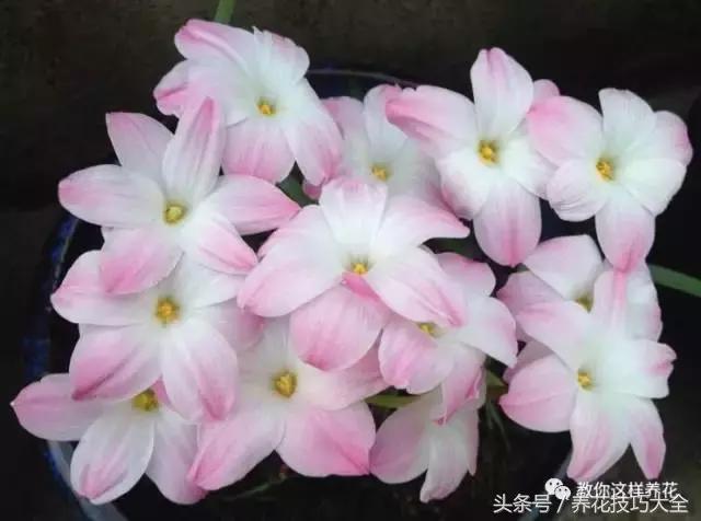 这种花长得像韭菜，一开就是几十朵，漂亮又好养，一棵养爆盆