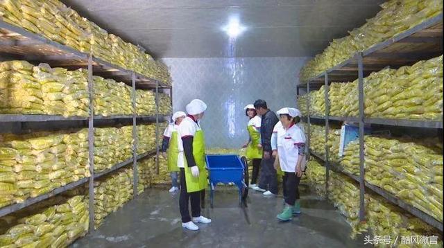 旬阳山货进城记马齿笕、灰灰菜、五味子进入北上广