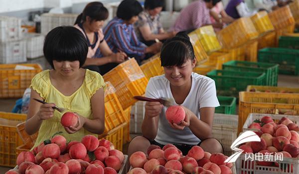 一个桃子能卖50元 品牌建设让蒙阴蜜桃香飘万里