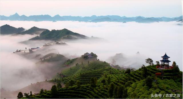 广西好茶出深山：梧州六堡茶、横县茉莉花茶、凌云白毫茶发展迅速