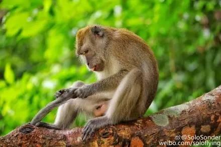 代表动物谢谢你！新加坡为动物修空中绳桥！