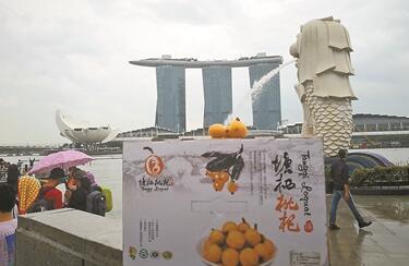 塘栖枇杷首次出国啦！不到24小时从杭州“飞”到了新加坡