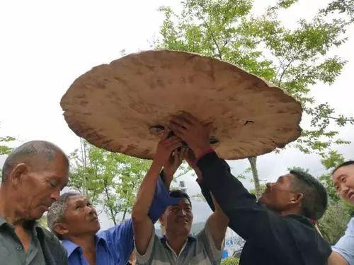 「今日看点」巨型林芝重约10公斤 抬起来像把伞 / 巧家县遭强降雨袭击致2人不幸遇难