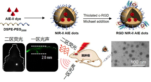 脑肿瘤近红外二区聚集诱导发光探针研究获进展