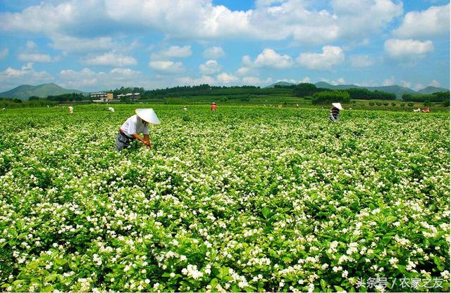 广西好茶出深山：梧州六堡茶、横县茉莉花茶、凌云白毫茶发展迅速