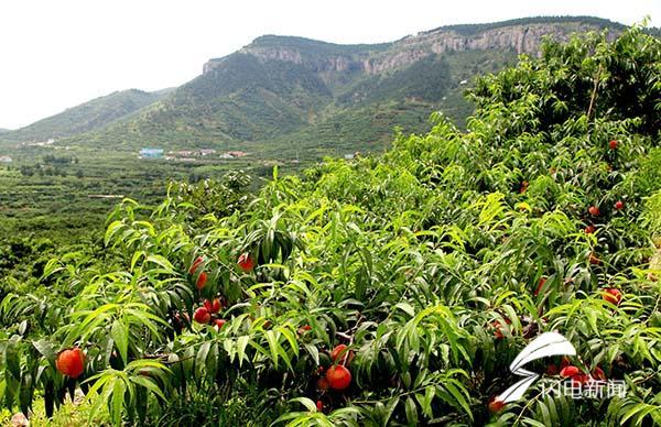 一个桃子能卖50元 品牌建设让蒙阴蜜桃香飘万里