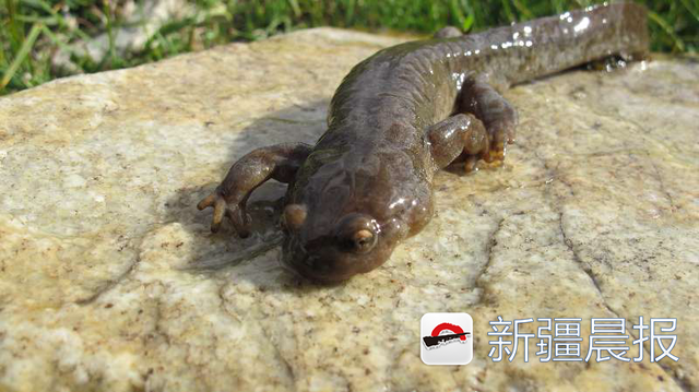 晨看新疆│乌市野生动植物禁猎禁采；新疆“娃娃鱼”首次室内产卵
