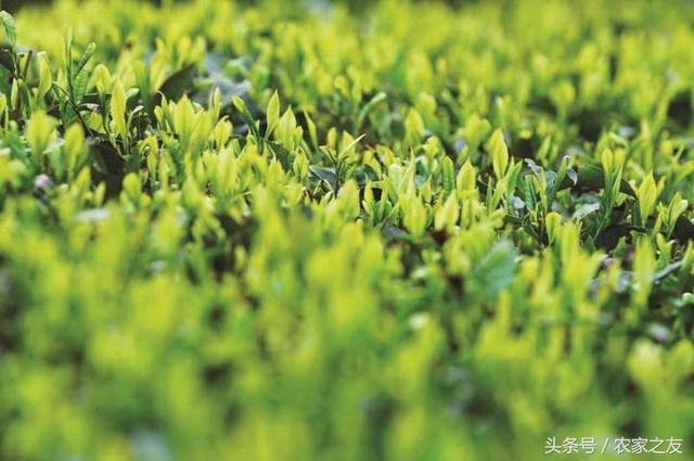 广西好茶出深山：梧州六堡茶、横县茉莉花茶、凌云白毫茶发展迅速