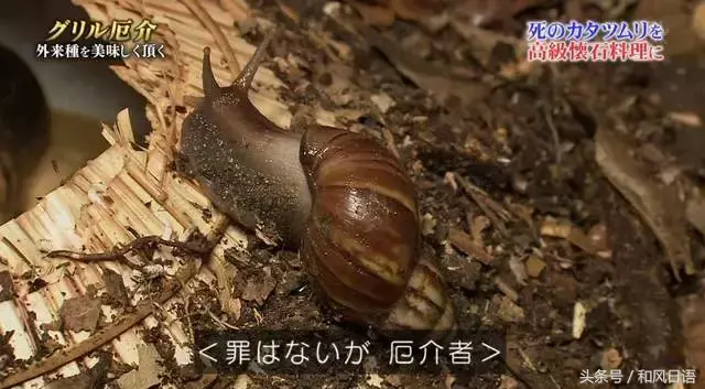 摸一下可能会死？！这个入侵日本的外来物种好可怕！