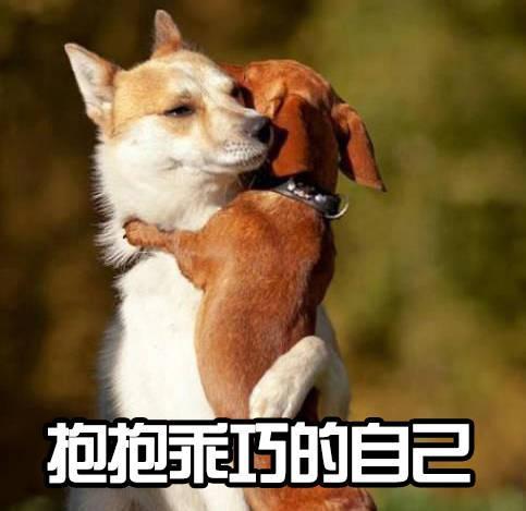 新加坡收养流浪狗计划：哪里可以领养小狗？