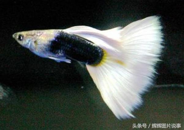 多姿多彩的孔雀鱼