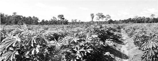 柬埔寨产的桑蚕丝直供部分江浙丝绸企业