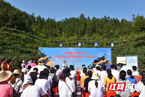 炎陵黄桃上市“甜”到新加坡 看炎陵农旅融合的新实践