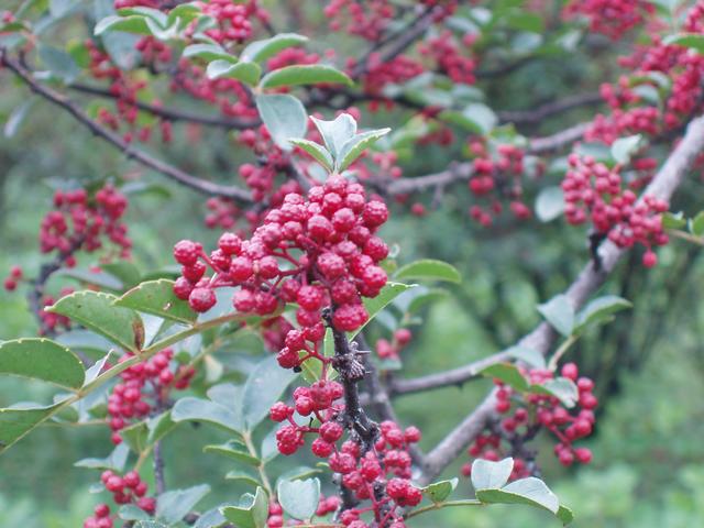 花椒树=摇钱树？一年苗二年条，三年四年把钱摇！