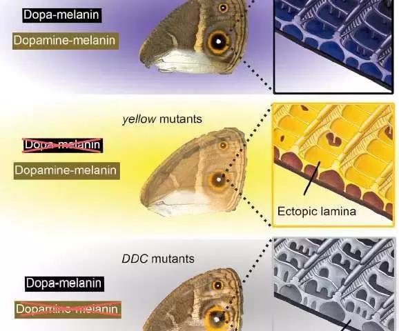 CRISPR 可调整蝴蝶翅膀颜色和鳞片结构！或可用于制造生物颜料