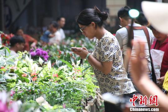 建“斗南花卉特色小镇” 昆明全力打造“亚洲花都”