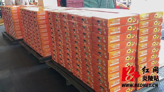 2吨炎陵黄桃首次出口新加坡