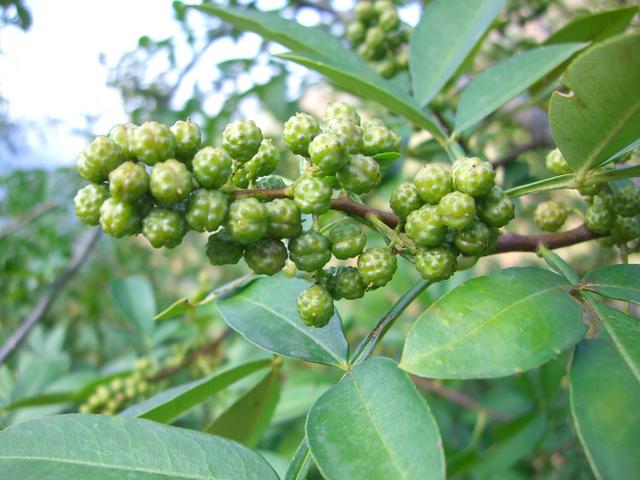 花椒树=摇钱树？一年苗二年条，三年四年把钱摇！