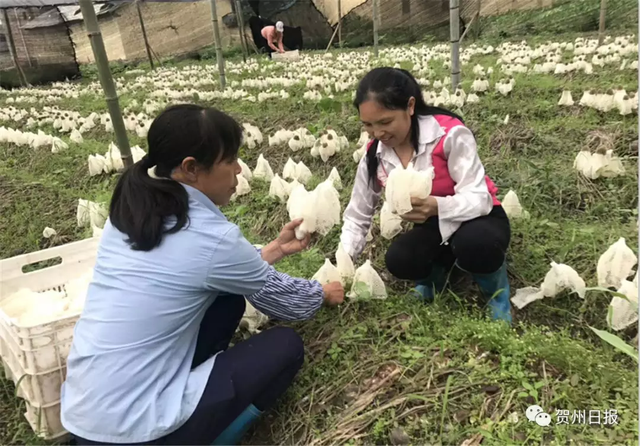 “菌中皇后”惊艳亮相贺州八步区！这么高颜值的食用菌你见过吗？