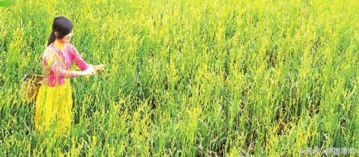 祁东黄花分外香——2018中国黄花菜之乡·祁东黄花菜美食文化节