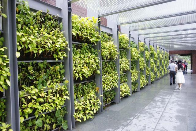 新加坡纪行——新加坡的城市绿化