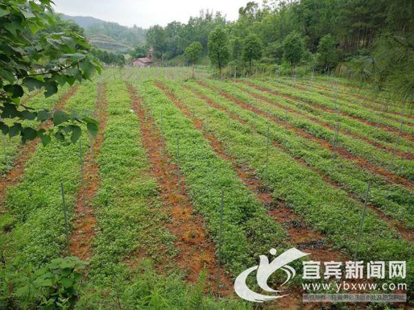 借临港之力发力 这个小镇全力推进招商引资工作