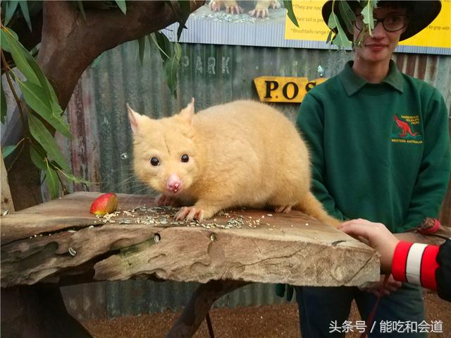 这是澳大利亚最真实的样子