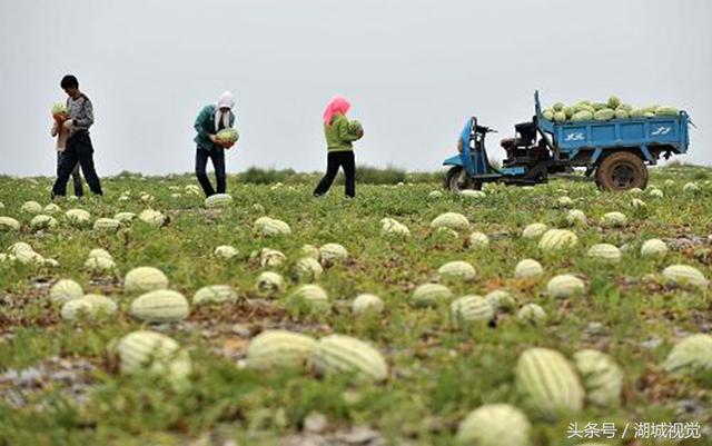 宁夏中卫硒砂瓜，自然保鲜期50天以上，远销日本新加坡香港等地