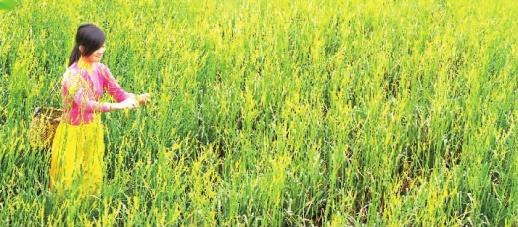 祁东黄花分外香——写在2018中国黄花菜之乡·祁东黄花菜美食文化节举办之际