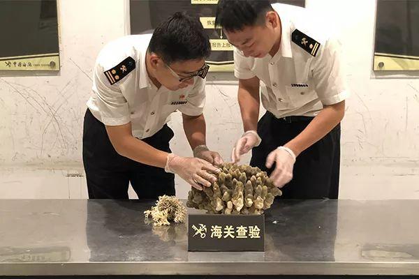 杭州&昆明海关｜查获来自新加坡4.73公斤珊瑚&马来西亚5.36公斤砗磲