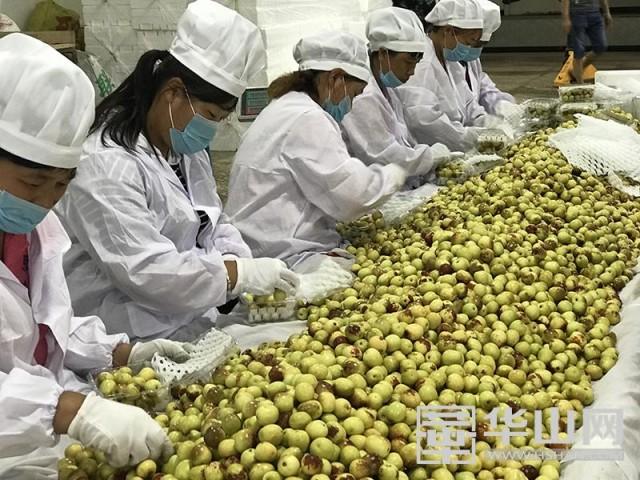 渭南特色水果“大荔冬枣” 首次被陕西企业送出国门