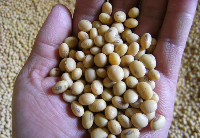 中储粮集团说4月以来未购美国大豆，想传达什么内容？