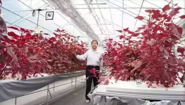 美国日本都在搞的现代农业，再不看你就落伍了