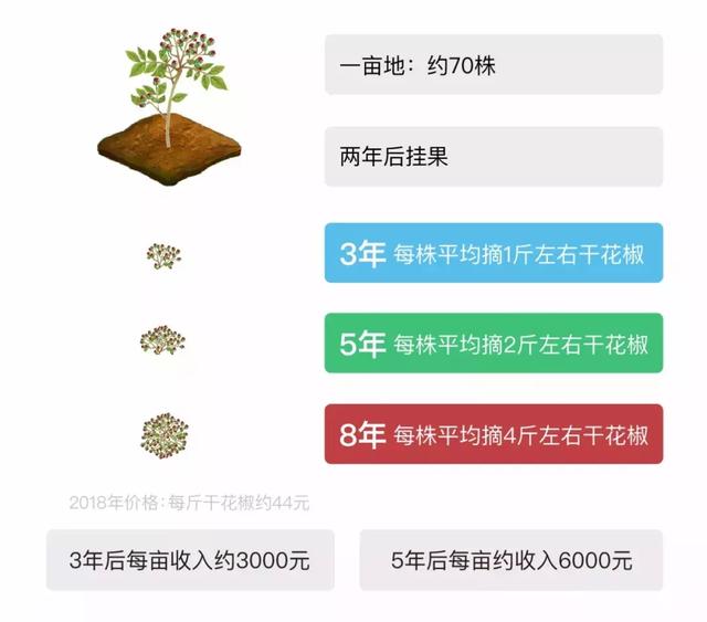 花椒树=摇钱树？一年苗二年条，三年四年把钱摇！