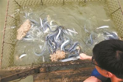 “鳗”游小村 年产值29亿