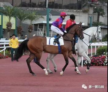 韩国最高奖金赛事9月9日开跑，中国赛驹将出赛角逐
