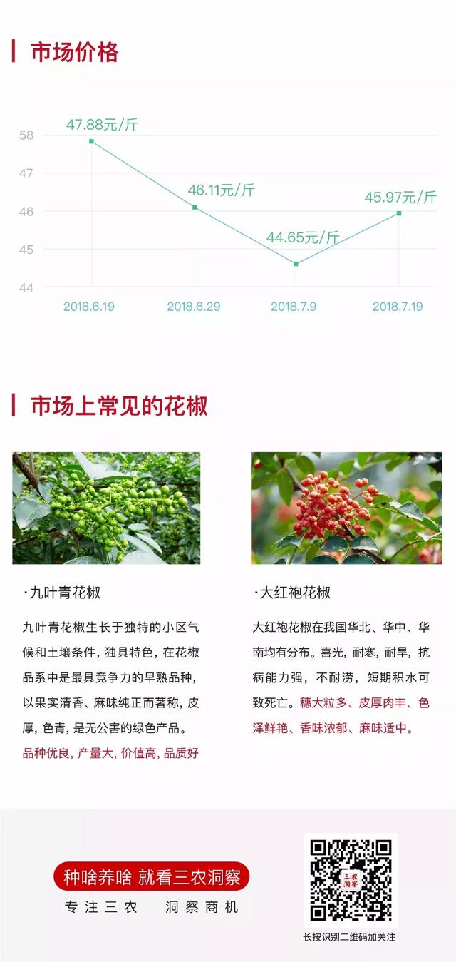 花椒树=摇钱树？一年苗二年条，三年四年把钱摇！