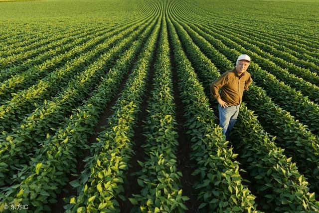 中国不买了，美国大豆卖不出！巴西坐地起价不料中国转向他国购买