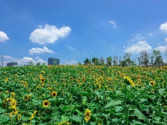 免费开放！深圳又多了两个公园！还有一大片向日葵盛开！