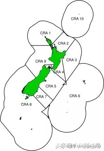 生长在国家公园外海，出门就坐直升飞机的海鲜：新西兰岩龙虾！