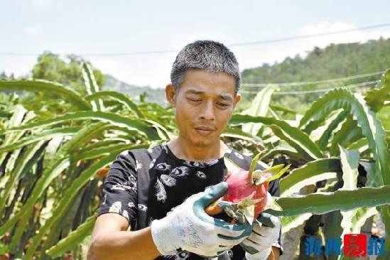 翔安匠心农人向台商取经 6年来专注于种植火龙果